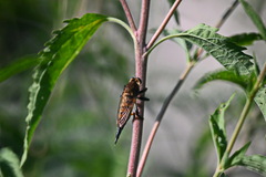 Promachus rufipes
