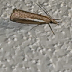 Agriphila