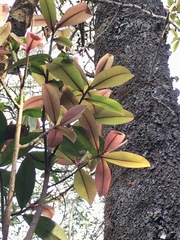 Myrsine lessertiana