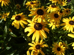 Eristalis transversa