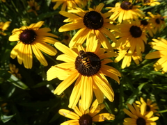 Eristalis transversa