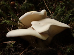 Clitopilus prunulus