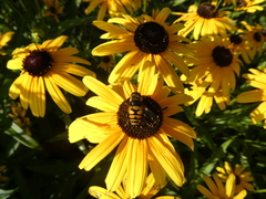 Eristalis transversa