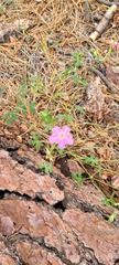 Geranium caespitosum