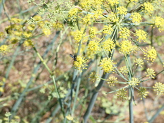 Pompilidae