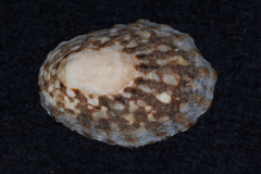 Cellana denticulata