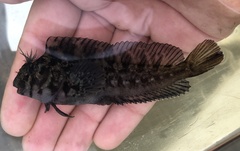 Hypsoblennius gilberti