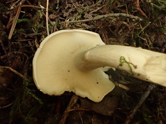 Clitopilus prunulus