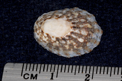 Cellana denticulata