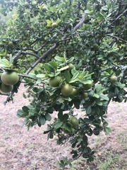 Diospyros texana