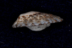 Cellana denticulata