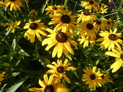 Eristalis transversa