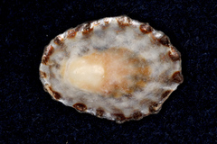 Cellana denticulata