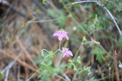 Geranium caespitosum