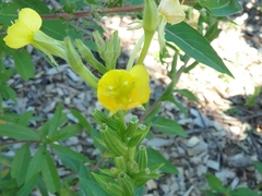 Oenothera biennis