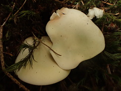 Clitopilus prunulus