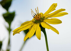 Silphium perfoliatum