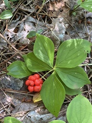 Cornus canadensis
