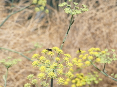 Pompilidae