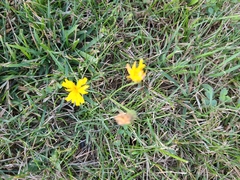 Scorzoneroides autumnalis