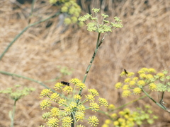 Pompilidae
