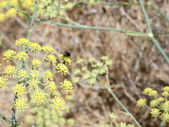 Pompilidae