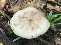 Lactarius subpurpureus