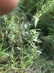 Salix petiolaris