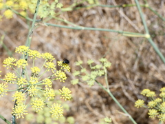 Pompilidae
