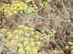 Pompilidae