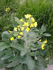 Brassica rapa