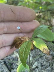 Lysimachia borealis