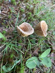 Lactarius subplinthogalus