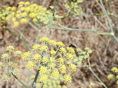Pompilidae