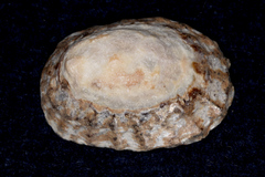 Cellana