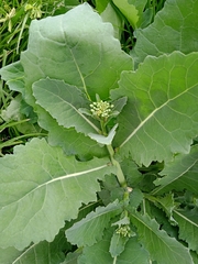 Brassica rapa