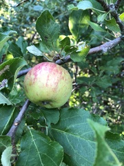 Malus domestica