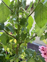 Amaranthus retroflexus