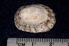 Cellana