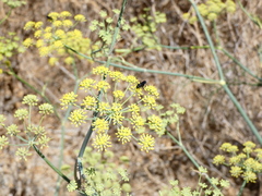 Pompilidae