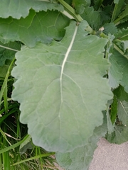 Brassica rapa