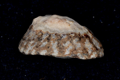Cellana