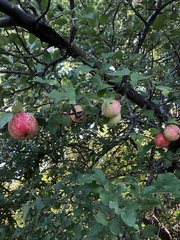 Malus domestica