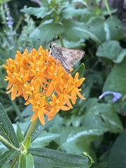 Atalopedes campestris