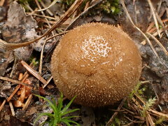Lycoperdon subincarnatum