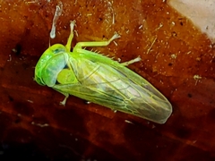 Populicerus nitidissimus