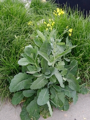 Brassica rapa