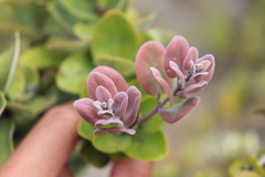 Metrosideros polymorpha