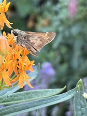 Atalopedes campestris