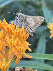 Atalopedes campestris